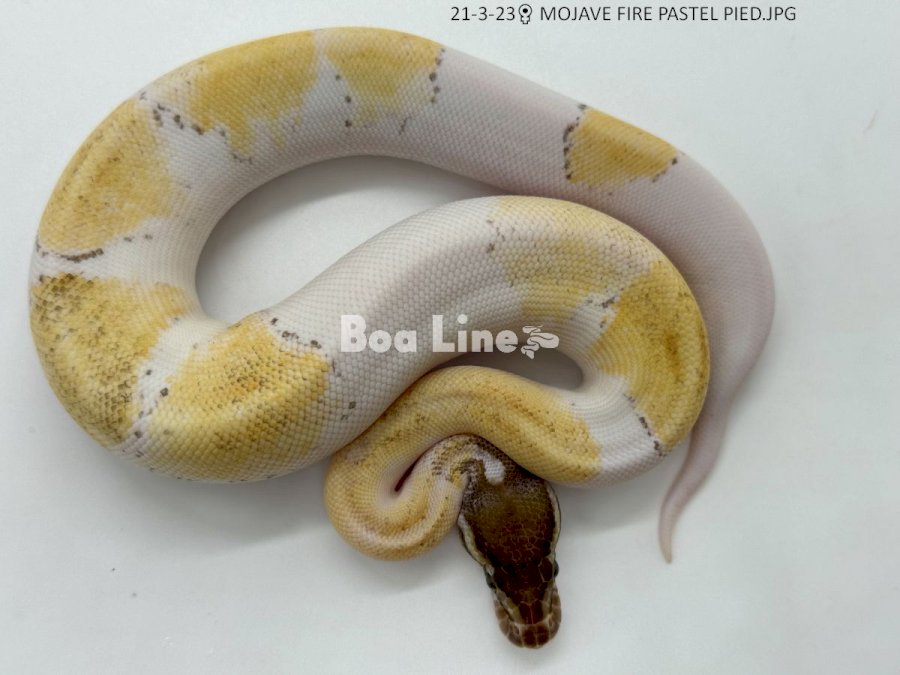 MOJAVE FIRE PASTEL PIED